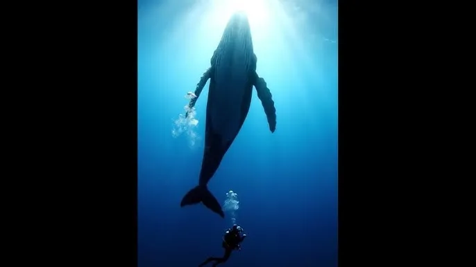 暖暖免费 高清 日本 - 深蓝星球：探索海洋深处的未知世界